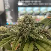 Frozen Biscotti - MicroGrow