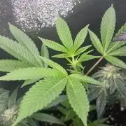 Blue Lobster - MicroGrow