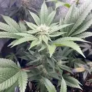 Hash Burger #leafly2025 - MicroGrow