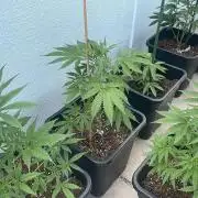 Permanent Marker XL Auto #2 - Outdoor 26