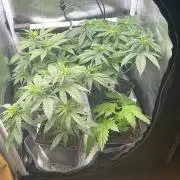 Frozen Biscotti - MicroGrow