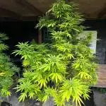 Outdoor grow 2025