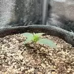 Micro Octopot - Methane by Gnome Autos