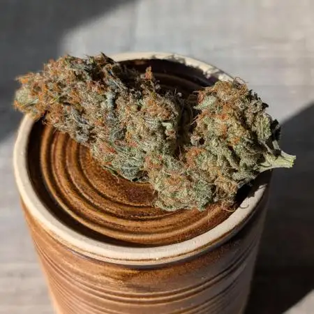 #9: Acapulco Gold/Mimosa evo