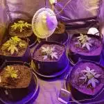 Wintergrow Daiquiri Lime Autoflower
