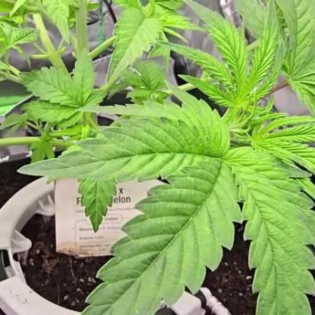 Selektierter Smarter Premium Caligrow