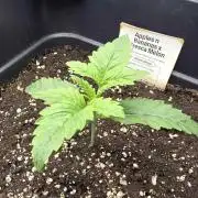 Selektierter Smarter Premium Caligrow