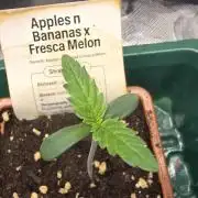 Selektierter Smarter Premium Caligrow