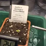 Selektierter Smarter Premium Caligrow