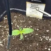 Selektierter Smarter Premium Caligrow