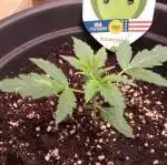 Royal Queen Seeds Watermelon Automatik