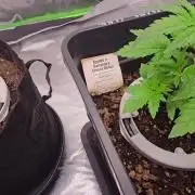 Selektierter Smarter Premium Caligrow