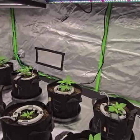 Fasbuds Autoflower 3 Strains