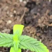 Fasbuds Autoflower 3 Strains