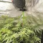 1. GROW - JUNGLEBOYS - ANIMAL TSUNAMI