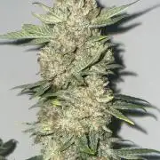 TROPICAL CHIMERA ⛽️🏁