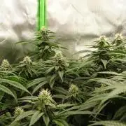 1. GROW - JUNGLEBOYS - ANIMAL TSUNAMI