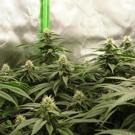 1. GROW - JUNGLEBOYS - ANIMAL TSUNAMI