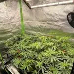 1. GROW - JUNGLEBOYS - ANIMAL TSUNAMI