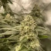 1. GROW - JUNGLEBOYS - ANIMAL TSUNAMI