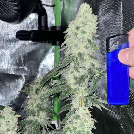 1. GROW - JUNGLEBOYS - ANIMAL TSUNAMI