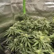 1. GROW - JUNGLEBOYS - ANIMAL TSUNAMI