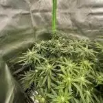 1. GROW - JUNGLEBOYS - ANIMAL TSUNAMI