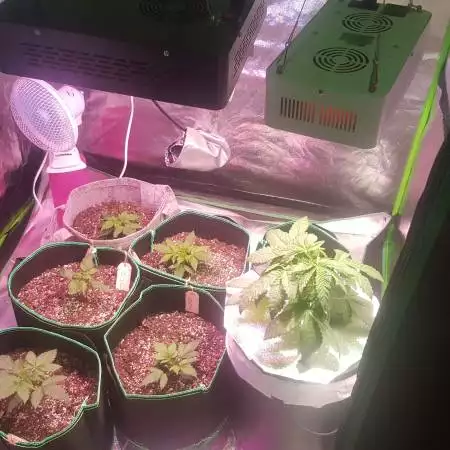 buckets420's joti grow
