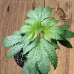 Starting from 0 again, with 3 varieties