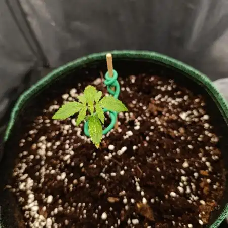 Gorilla auto