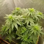 Mimosa x Orange Punch