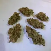 Mimosa x Orange Punch