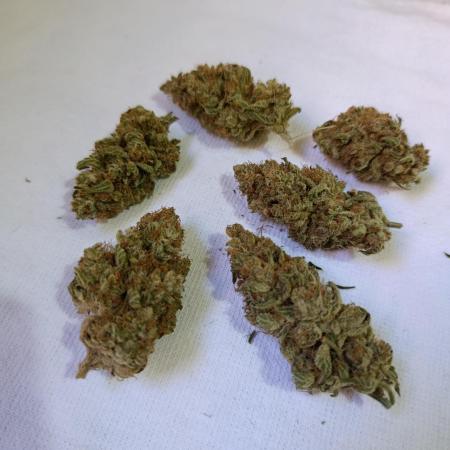Mimosa x Orange Punch