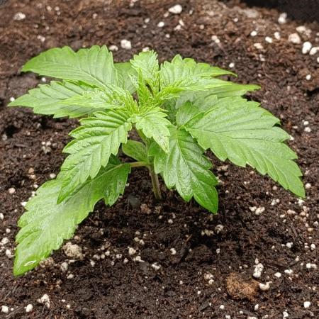 Mimosa x Orange Punch