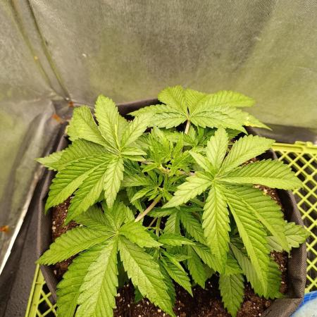 Mimosa x Orange Punch