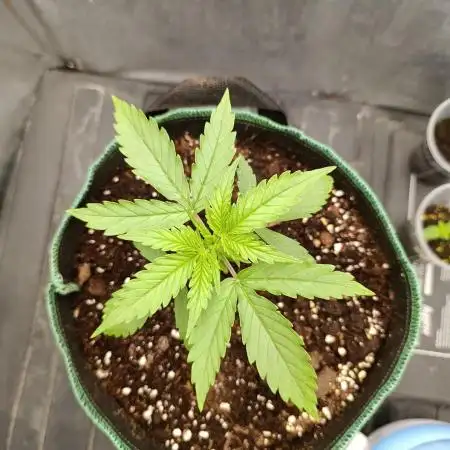 Gorilla auto