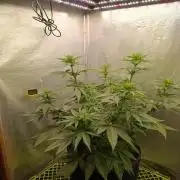 Mimosa x Orange Punch