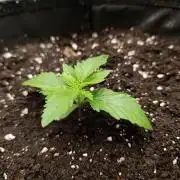 Mimosa x Orange Punch