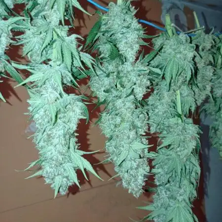 Mimosa x Orange Punch