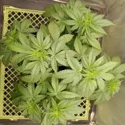 Mimosa x Orange Punch