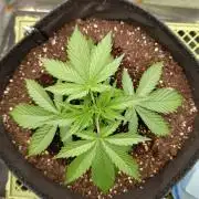 Mimosa x Orange Punch