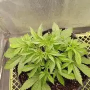 Mimosa x Orange Punch