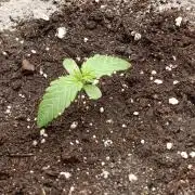 Mimosa x Orange Punch