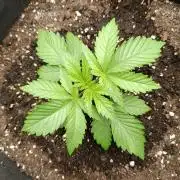 Mimosa x Orange Punch