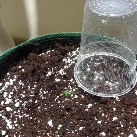 Gorilla auto