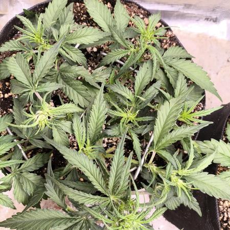 Fast Buds Apricot Auto grow journal by AntiWar - GrowDiaries