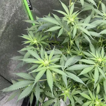 Blue Zlushie flower run