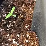 Auto Six Plants Spring Harvest 