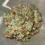 Fastbuds Auto TC & SG
