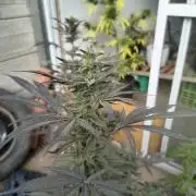 Cherry OG - University